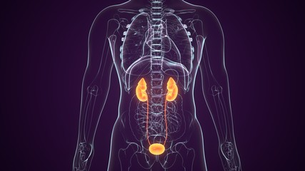 3D Illustration of Human Urinary System Kidneys with Bladder Anatomy