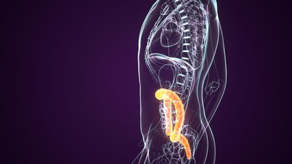 3d rendered medically accurate illustration of the large intestine