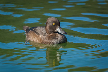 Portrait of an adult female tufted duck swimming in water