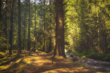 Obraz premium road in the forest