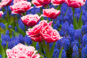 Muscari flower bed with pink tulips. Macro view