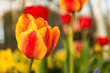 Red-yellow tulip on background of other tulips. Spring mood