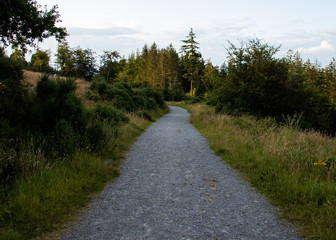 Fototapeta na wymiar Forest walkway