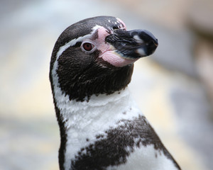 penguin in antarctica © Chris