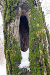 hollow in a tree overgrown with moss