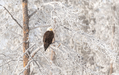Bald Eagle (Haliaeetus leucocephalus), Yellowstone National park, USA