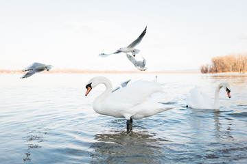 White swans on the river shore in sunset