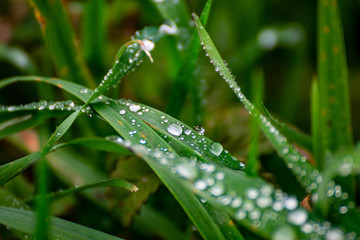 Dew...