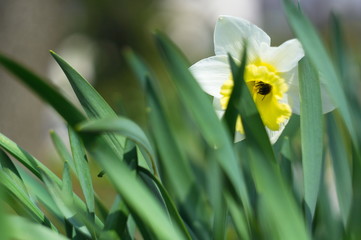 Spring photo for mockup. Daffodil flower. Narcissus.