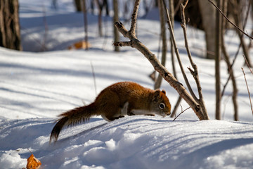 Obraz premium A Squirrel Forages For Fallen Seeds in the Snow