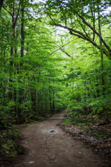 Fototapeta na wymiar Pathway in green forest on the mountain