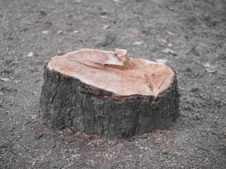 Schnittfläche - gerodeter Baum mit Jahresringen	