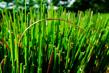 Vetiver with a dry leaf forming a arch, grass with large and green leaves. Chrysopogon zizanioides. Fresh and colorful leaves close up.
