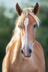 Cremello horse portrait at sunset light