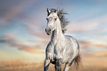 White horse in motion with sky behind