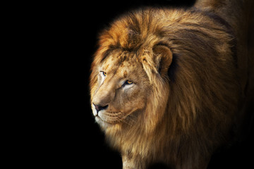 Beautiful lion portrait isolated on black background