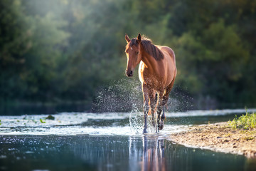 Kastanjepaard in rivier met scheutje water