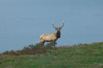 A Thule Elk standing in a field
