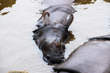 rhino in the water