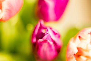  Different flowers macro, background, wallpaper