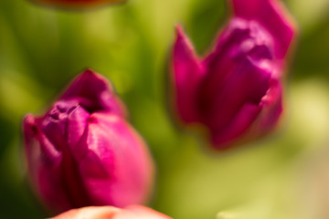  Different flowers macro, background, wallpaper