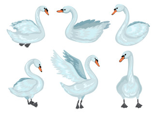 Swan in different poses. Collection of grey swans. Vector cartoon illustration