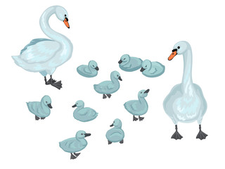 Swans family. Set of small brood of sygnets with parents. Vector cartoon illustration