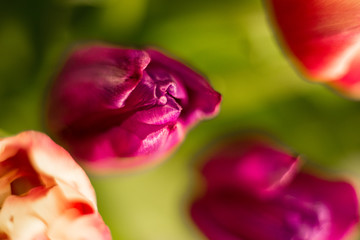  Different flowers macro, background, wallpaper