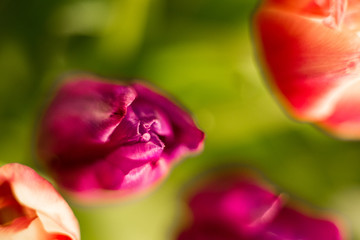  Different flowers macro, background, wallpaper