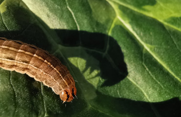Caterpillar attacking plant and it's frightening shadow, pest insects and leaf disease concepts.
