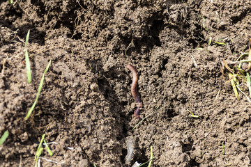 useful worms for the soil, worms in the soil, worms in the soil in spring,