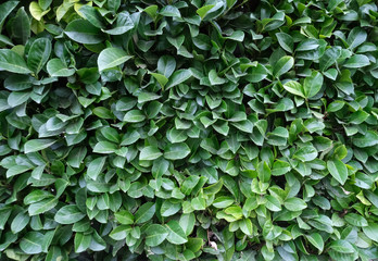 Fototapeta premium Freash and bright green leaves background