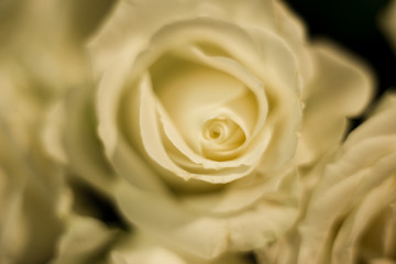 White roses on a white and gray background