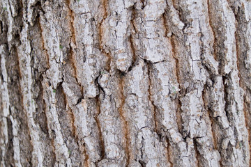 embossed brown tree bark for background
