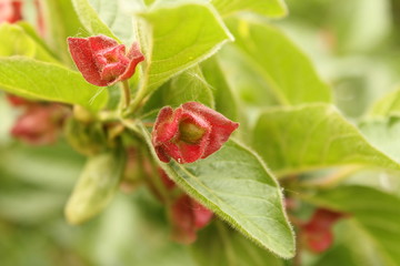 red kissing lips of berry leaves in a green shrub in springtime