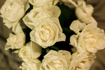 White roses on a white and gray background