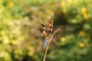 a blue dragonfly closeup and a green background