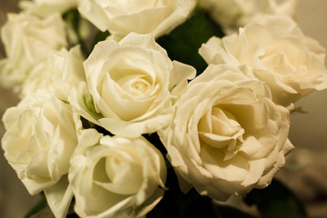 White roses on a white and gray background