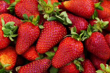first strawberries of the year, case full of strawberries, handful of strawberry fruit,