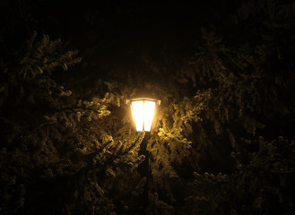 lantern shines in the night against the background of branches of spruce, fog.