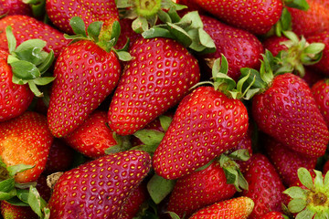 first strawberries of the year, fresh natural strawberry fruit, close-up strawberries, strawberry season,