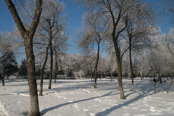 Fototapeta premium winter night landscape in the park, trees in frost and snow