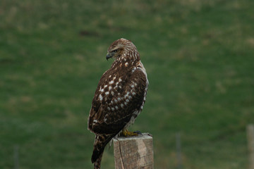 A Falcon on a fence pole overlooking a field