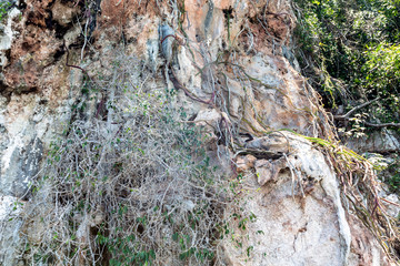 A wild snake at a cliff in Cuba