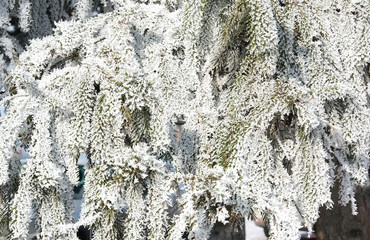 background from fir branches covered with hoarfrost