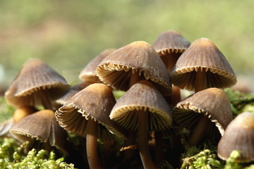 mushroom, pilz, natur, wald, herbst, pilz, mushroom, moos, giftpilz, makro, braun, essen, green, gras, wild, jahreszeit, kappe, pflanze, holz, baum, giftig, holz, auflösungszeichen, close up, close up