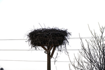 stork nest on a tree