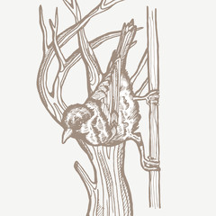 Vintage vector spring card. Birds on a branch. Monochrome. Line drawings, ink drawing, hand drawn illustration for poster, social media, post, wedding, textile, design template.