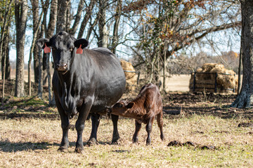 Calf nursing - shallow focus