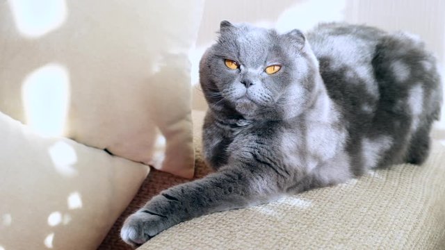 Scottish fold cat Sleeping on sofa, pedigree British shorthair grey and blue pet enjoying nap at home